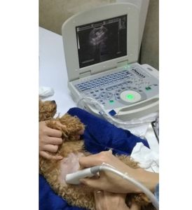 Pemindai <span class=keywords><strong>Ultrasound</strong></span> terapeutik dokter hewan portabel untuk pencitraan diagnostik medis untuk Klinik dokter hewan - Product Image 3