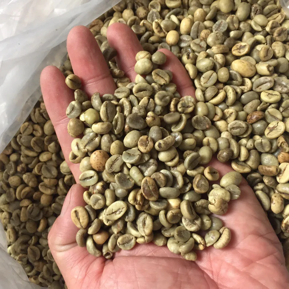 100% Robusta 녹색 커피 콩 커피 생산 베트남 2023 Whatsapp:+ 84-975807426 루시