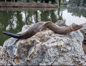 Cuerno vikingo natural para beber y soplar - Product Image 3