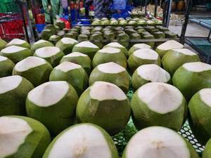 มะพร้าวอ่อนคุณภาพสูง สดใหม่ รสหวานธรรมชาติ สำหรับส่งออกทั่วโลก - Product Image 2