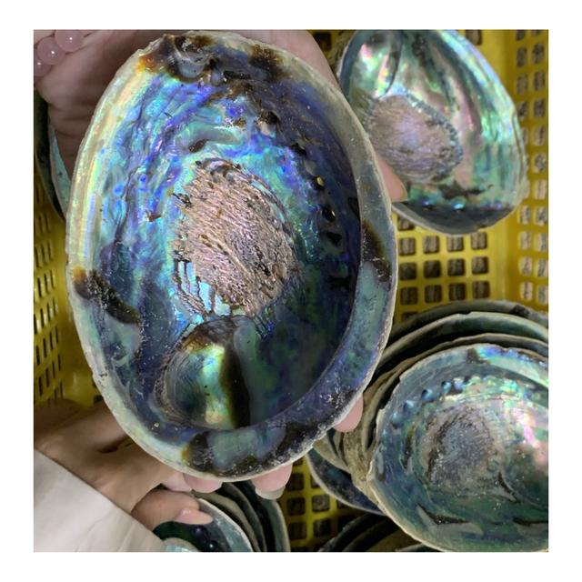 Mother of Pearl Abalone Shell Sheets for Art and Decoration, Large Polished Abalone Shell, Raw Abalone Shell