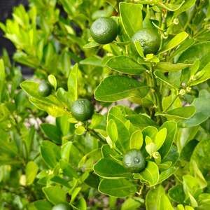 Calamansi Fresco de Vietnam de Alta Calidad para Exportación, Venta al por Mayor de Frutas y Bebidas - Product Image 4