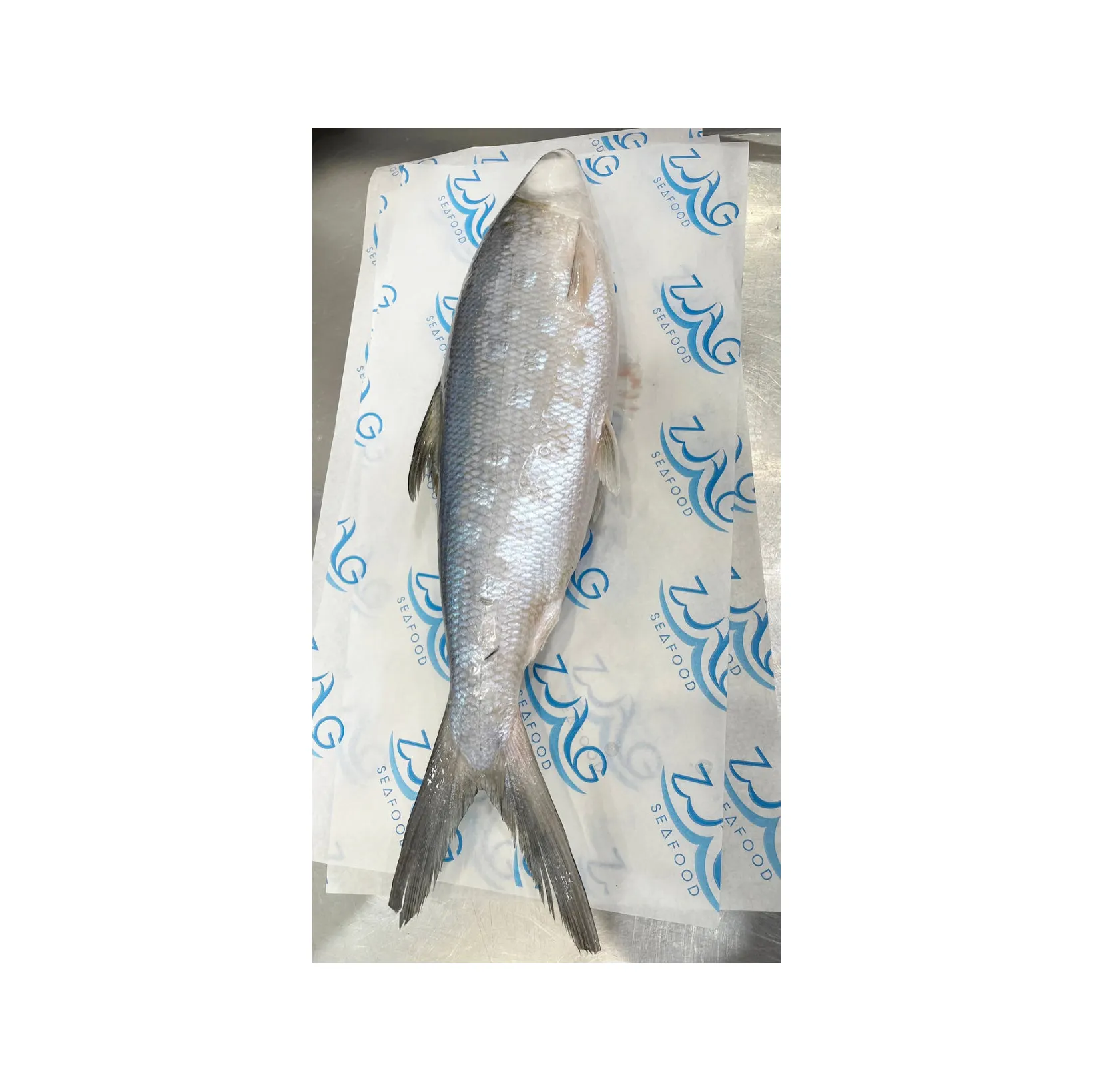 Vente de poisson frais + fruits de mer thon bonite bonite bonifiée