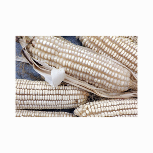 Granos de maíz blanco no OGM secados al aire Producto a un precio económico - Product Image 6
