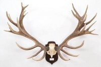Naturellement hangar entier Red Deer Antlers à vendre/Deer Velvet-Deer Antler / Red Deer Elk Antlers à vendre