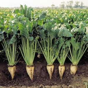 Betteraves Sucrées Premium Fraîchement Récoltées Produits Agricoles d'Excellente Qualité et Douceur Naturelle Betteraves Sucrées de Haute Qualité - Product Image 2