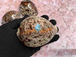 เปลือกหอยทากเปลือกหอยที่ไม่ซ้ำใครจากโรงงานเวียดนามเปลือกหอยทรัมเป็ตธรรมชาติเปลือกหอยหอยทากเปลือกหอยสำหรับ DIY - Product Image 2