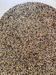 Semillas de Alpiste a Granel en Venta |   Alimento Premium para Aves Blancas |   99% de Pureza |   Fabricante y Exportador Mayorista - Product Image 4