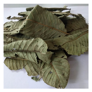 Hojas de guayaba naturales vietnamitas: cuidadosamente seleccionadas, secadas al sol por métodos tradicionales, perfectas para aplicaciones de bienestar - Product Image 4