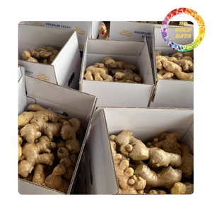 ขิงแช่แข็งและสดจากเวียดนาม - พร้อมส่งออกและแปรรูป - ราคาดี - Product Image 1