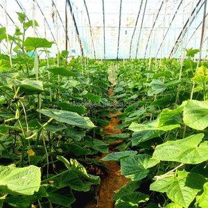 โรงเรือนเพาะปลูกแบบช่วงเดียวที่คุ้มค่าสำหรับการผลิตแตงกวาในตลาดยุโรป - Product Image 5