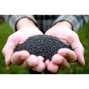 Graines de canola biologiques sans OGM idéales pour une production d'huile saine - Product Image 1