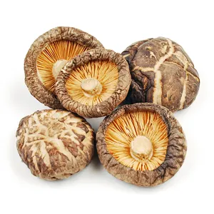 Großhandel getrocknete Shitake Pilzchips Pilz Steppfuß 3-4 cm getrocknete Shiitake Pilze jetzt verfügbar