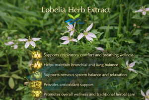 โรงงาน HGO จัดจำหน่ายสารสกัดจากสมุนไพรโลเบเลียบริสุทธิ์จากธรรมชาติ เกรดอาหาร อัตราส่วน 5:1 10:1 20:1 ผงดอกไม้ - Product Image 3