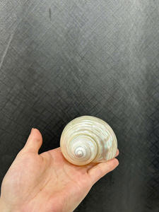 Premium Turbo Seashell Glass Cup Producto hecho a mano auténtico Diseño elegante Perfecto para la decoración del comedor - Product Image 5