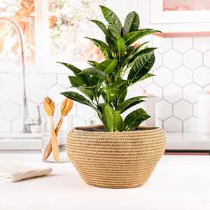 Handwoven Rope <b>Plant</b> <b>Baskets</b>-Eco-Friendly Clothing Storage & Home Decor Multifunction Design - Product Image 1