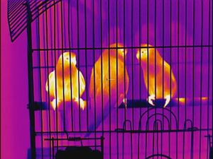 Visore Termico Longot A6 PRO 256*192 Monoculare a Immagini Termiche per Cacciatori 1200G Visione Termica Migliorata - Product Image 6