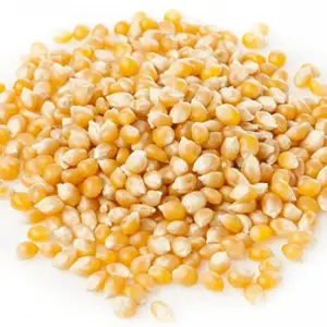 Maíz Amarillo Seco No Transgénico al por Mayor, No Glutinoso, para Alimentación Animal y Consumo Humano, Vida Útil de 24 Meses - Product Image 1