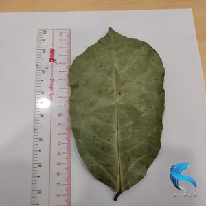 "DÉCOUVREZ LE DÉLICE DU SOURSOP SÉCHÉ: VOTRE SAVOURISSE POUR LE BIEN-ÊTRE TOTAL - Product Image 5