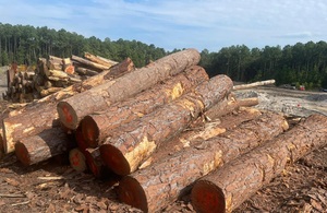 Giá tốt nhất thông gỗ tròn bản ghi cho đồ nội thất làm và crafting - Product Image 3