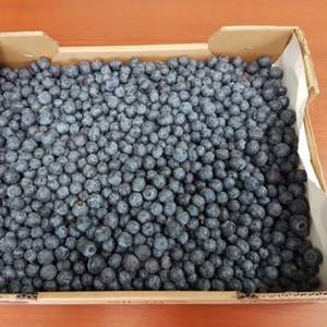 Fruta Saludable de Alta Calidad, Deliciosas Bayas Frescas Naturales de Origen Egipcio, Exportador - Product Image 4