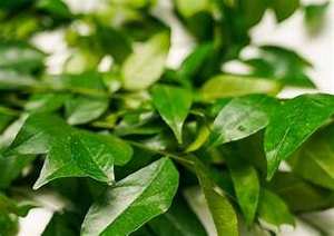 PURE CLAUSENA INDICA HOJAS ETIQUETA LIMPIA INGREDIENTE DE TÉ DE HIERBAS NATURALES PARA EL APOYO INMUNE BIENESTAR Y DETOX - Product Image 5