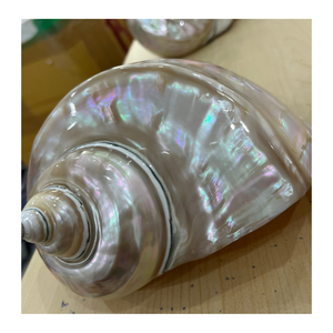 99 Gold Data Vietnam fournit une coquille de conque blanche et verte de haute qualité pour l'art et les décorations sur le thème de la mer - Product Image 1