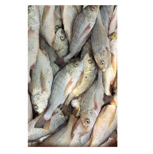 Meilleur prix pour le poisson snapper blanc entier congelé disponible - Product Image 1