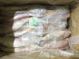 Pez Dourada Congelado Entero IQF a Granel de Vietnam de Primera Calidad para Exportación y Pedidos al por Mayor - Product Image 6