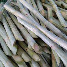 CANNE À SUCRE PURE CONGELÉE ÉTIQUETTE NATURELLE À BASE DE PLANTES SUPPORT IMMUNITAIRE - Product Image 5