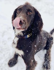 Collier de chien en cuir tissé à la main Boho Chic de Divine International Style luxe et classique avec personnalisation Caractéristique durable - Product Image 5