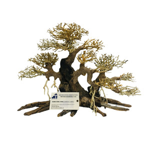 Hot Selling 2025 High Quality Bonsai <b>Plant</b> for Fish Tank Aquarium and Accessories From Vietnam - Product Image 4