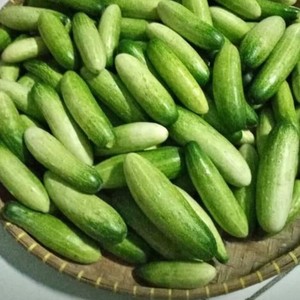 Dưa chuột trang trại tươi: sắc nét, ngon ngọt, và hoàn hảo cho thị trường toàn cầu từ <span class=keywords><strong>Indonesia</strong></span> - Product Image 3