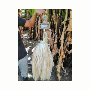 Matériaux écologiques pour la fabrication de vêtements en corde Artisanat naturel brut en fibre de banane du Viet Nam - Product Image 1