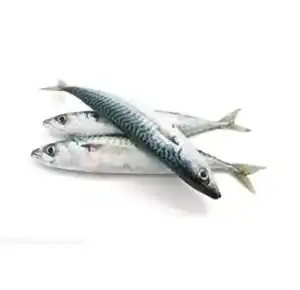 High Quality Special Price Natural Frozen Indian Mackerel Fish From VietNam For Making Food