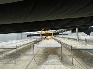 ผู้ผลิตเกล็ดปลาแห้งจำนวนมาก |   กระดูกอ่อนจากเกล็ดปลา (ปลาทิลาเปีย, ปลาทะเล) - Product Image 4