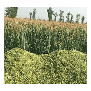 Ensilage de maïs de qualité supérieure avec nutriments équilibrés pour le bétail - Product Image 1