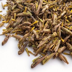 Grillos Secos en Paquete a Granel, Perfectos para Mayoristas, Restaurantes o Tiendas Especializadas - Product Image 5