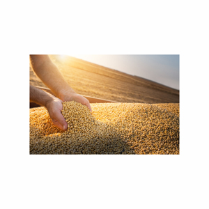 Poudre de farine de soja à haute teneur en protéines de qualité supérieure approvisionnement direct en usine d'aliments frais pour animaux en vrac - Product Image 4