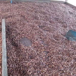 Granos de coca de cacao natural a la venta - Product Image 1