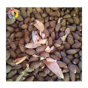 Fábrica de Nuez de Malva de Vietnam, Nuez de Malva Limpia Más Vendida, Semilla de Orangután Scaphium macropodum de Primera Calidad, Nuez de Malva a Granel - Product Image 2