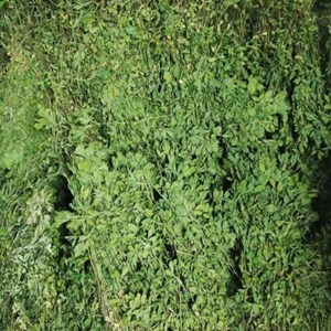 Heno de Alfalfa y Timothy Verde de Primera Calidad en Pacas, Alimento para Ganado, Suministro Global para Granjas, Alimento para Ganado, Vida Útil de 24 Meses - Product Image 6
