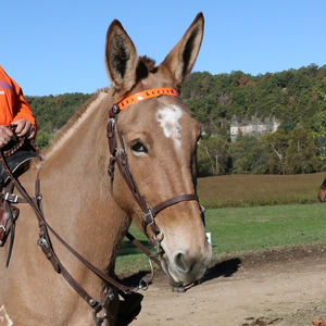 บังเหียนม้า PVC แฟชั่น,ผลิตภัณฑ์ขี่ม้ากันน้ำสวมใส่สบายทนทานแบบอาหรับกายวิภาคการขี่ม้า - Product Image 3