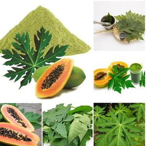 ใบมะละกอแห้งลับสำหรับสวนในบ้าน - Product Image 3