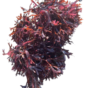 พลังงานธรรมชาติและการสนับสนุนการย่อยอาหารมอสทะเลเป็นอาหารเสริมที่เป็นมิตรกับลำไส้ที่มีประโยชน์ที่น่าทึ่ง - Product Image 1