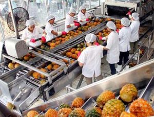 Piña deshidratada AD Anillos secos suaves de alta calidad/Trozos/Chips | Precio barato al por mayor Logotipo personalizado Snack saludable. - Product Image 4