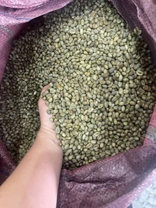 Café en grains verts Robusta vietnamien à prix avantageux - Vente en gros - Récolte nouvelle de la ferme DakLak - Emballage 60 kg/sac en jute/sac en PP - Product Image 6