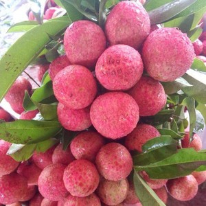 Prêt à expédier, bon prix, litchi glacé, Ms sofia - Product Image 6