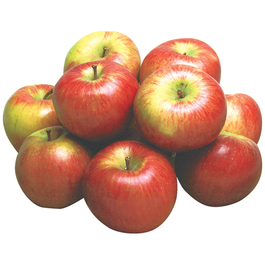 Premium Harvest Fresh Apples Bulk Packed Sweet Juicy Fresh Apples For Fresh Juice And Healthy Fruit Supply