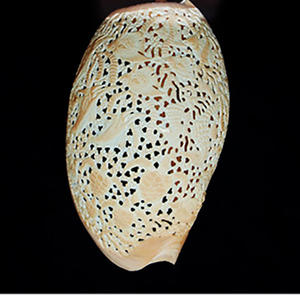 Sculpture art BIJOUX SEASHELL avec Sculpture Art 22x12 Taille Shell Matériel Avec Style Animal - Product Image 2